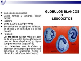 GLOBULOS BLANCOS O  LEUCOCITOS Son células con núcleo Varias formas y tamaños, según función Incoloro Entre 5.000 y 8.000 por mm3 Se forman en los ganglios linfáticos, en el bazo y en la médula roja de los huesos Función:  Los  fagocitos  pueden moverse, salir de la sangre a los tejidos (fenómeno que se llama diapédesis) y digerir cuerpos extraños (fagocitosis) Los  linfocitos  son inmóviles y producen anticuerpos (proteínas que defienden al organismo frente a elementos extraños e infecciones) 