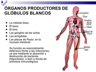 ÓRGANOS PRODUCTORES DE GLÓBULOS BLANCOS La médula ósea,  El bazo El timo Los ganglios de las axilas Las amígdalas  Las placas de Peyer, en la mucosa intestinal. Su función es esencialmente defensiva frente a las infecciones, ya sea mediante la absorción y destrucción de bacterias (fagocitosis), o bien a través de procesos inmunológicos  