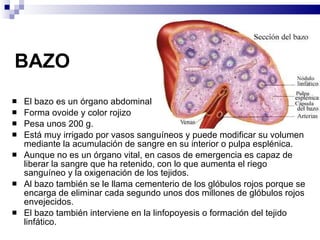 BAZO El bazo es un órgano abdominal Forma ovoide y color rojizo Pesa unos 200 g. Está muy irrigado por vasos sanguíneos y puede modificar su volumen mediante la acumulación de sangre en su interior o pulpa esplénica.  Aunque no es un órgano vital, en casos de emergencia es capaz de liberar la sangre que ha retenido, con lo que aumenta el riego sanguíneo y la oxigenación de los tejidos. Al bazo también se le llama cementerio de los glóbulos rojos porque se encarga de eliminar cada segundo unos dos millones de glóbulos rojos envejecidos.  El bazo también interviene en la linfopoyesis o formación del tejido linfático. 