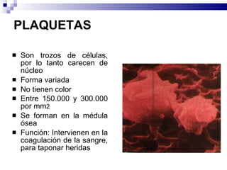 PLAQUETAS Son trozos de células, por lo tanto carecen de núcleo Forma variada No tienen color Entre 150.000 y 300.000 por mm 2 Se forman en la médula ósea Función: Intervienen en la coagulación de la sangre, para taponar heridas 