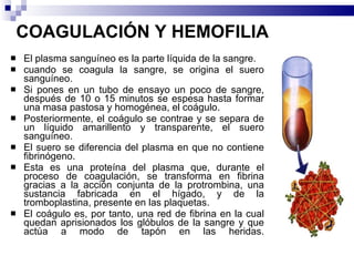 COAGULACIÓN Y HEMOFILIA   El plasma sanguíneo es la parte líquida de la sangre.  cuando se coagula la sangre, se origina el suero sanguíneo.  Si pones en un tubo de ensayo un poco de sangre, después de 10 o 15 minutos se espesa hasta formar una masa pastosa y homogénea, el coágulo.  Posteriormente, el coágulo se contrae y se separa de un líquido amarillento y transparente, el suero sanguíneo. El suero se diferencia del plasma en que no contiene fibrinógeno.  Esta es una proteína del plasma que, durante el proceso de coagulación, se transforma en fibrina gracias a la acción conjunta de la protrombina, una sustancia fabricada en el hígado, y de la tromboplastina, presente en las plaquetas. El coágulo es, por tanto, una red de fibrina en la cual quedan aprisionados los glóbulos de la sangre y que actúa a modo de tapón en las heridas. 