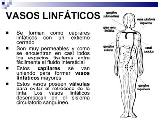 VASOS LINFÁTICOS Se forman como capilares linfáticos con un extremo cerrado Son muy permeables y como se encuentran en casi todos los espacios tisulares entra fácilmente el fluido intersticial Estos  capilares  se van uniendo para formar  vasos linfáticos  mayores Estos vasos poseen  válvulas  para evitar el retroceso de la linfa. Los vasos linfáticos desembocan en el sistema circulatorio sanguíneo.  