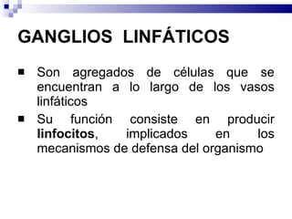 GANGLIOS  LINFÁTICOS Son agregados de células que se encuentran a lo largo de los vasos linfáticos Su función consiste en producir  linfocitos , implicados en los mecanismos de defensa del organismo  
