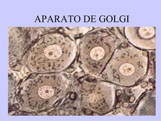 APARATO DE GOLGI 