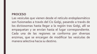 PROCESO
Las vesículas que vienen desde el retículo endoplasmático
son fusionadas a través del Cis Golgi, pasando a través de
los dictiosomas hasta llegar a la región tras Golgi, allí se
empaquetan y se envían hasta el lugar correspondiente.
Cada una de las regiones se conforma por diversas
enzimas, que se encargan de modificar las vesículas de
manera selectiva hacia su destino.
 