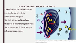 FUNCIONES DEL APARATO DE GOLGI
 Modificar las sustancias que son
sintetizadas por el retículo
endoplasmático rugoso.
Posibilita la secreción celular.
Produce la membrana plasmática
En el aparato de Golgi se forman
los lisosomas primarios
 