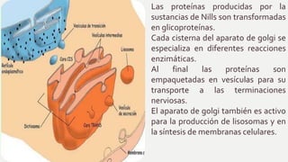 Las proteínas producidas por la
sustancias de Nills son transformadas
en glicoproteínas.
Cada cisterna del aparato de golgi se
especializa en diferentes reacciones
enzimáticas.
Al final las proteínas son
empaquetadas en vesículas para su
transporte a las terminaciones
nerviosas.
El aparato de golgi también es activo
para la producción de lisosomas y en
la síntesis de membranas celulares.
 