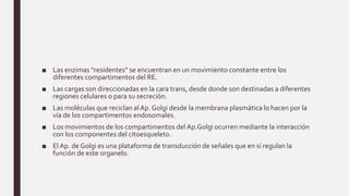 ■ Las enzimas “residentes” se encuentran en un movimiento constante entre los
diferentes compartimentos del RE.
■ Las cargas son direccionadas en la cara trans, desde donde son destinadas a diferentes
regiones celulares o para su secreción.
■ Las moléculas que reciclan al Ap. Golgi desde la membrana plasmática lo hacen por la
vía de los compartimentos endosomales.
■ Los movimientos de los compartimentos del Ap.Golgi ocurren mediante la interacción
con los componentes del citoesqueleto.
■ El Ap. de Golgi es una plataforma de transducción de señales que en sí regulan la
función de este organelo.
 