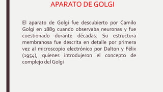 APARATO DE GOLGI
El aparato de Golgi fue descubierto por Camilo
Golgi en 1889 cuando observaba neuronas y fue
cuestionado durante décadas. Su estructura
membranosa fue descrita en detalle por primera
vez al microscopio electrónico por Dalton y Félix
(1954), quienes introdujeron el concepto de
complejo del Golgi
 