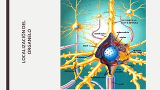 LOCALIZACIÓNDEL
ORGANELO
 
