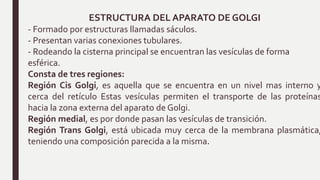 ESTRUCTURA DEL APARATO DE GOLGI
- Formado por estructuras llamadas sáculos.
- Presentan varias conexiones tubulares.
- Rodeando la cisterna principal se encuentran las vesículas de forma
esférica.
Consta de tres regiones:
Región Cis Golgi, es aquella que se encuentra en un nivel mas interno y
cerca del retículo Estas vesículas permiten el transporte de las proteínas
hacia la zona externa del aparato de Golgi.
Región medial, es por donde pasan las vesículas de transición.
Región Trans Golgi, está ubicada muy cerca de la membrana plasmática,
teniendo una composición parecida a la misma.
 