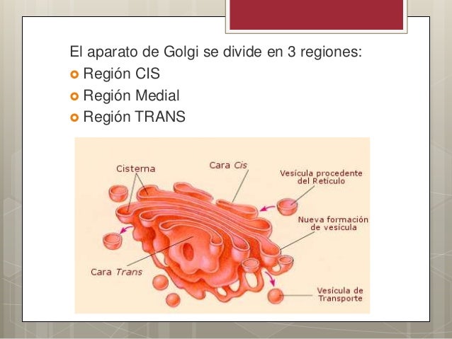 Aparato de Golgi