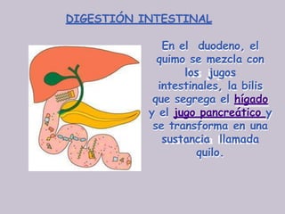 DIGESTIÓN INTESTINAL
En el duodeno, el
quimo se mezcla con
los jugos
intestinales, la bilis
que segrega el hígado
y el jugo pancreático y
se transforma en una
sustancia llamada
quilo.
 