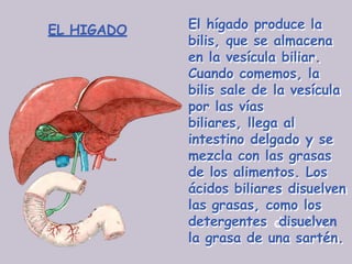 EL HIGADO El hígado produce la
bilis, que se almacena
en la vesícula biliar.
Cuando comemos, la
bilis sale de la vesícula
por las vías
biliares, llega al
intestino delgado y se
mezcla con las grasas
de los alimentos. Los
ácidos biliares disuelven
las grasas, como los
detergentes disuelven
la grasa de una sartén.
 