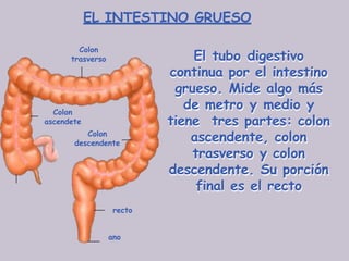 EL INTESTINO GRUESO
El tubo digestivo
continua por el intestino
grueso. Mide algo más
de metro y medio y
tiene tres partes: colon
ascendente, colon
trasverso y colon
descendente. Su porción
final es el recto
Colon
ascendete
Colon
trasverso
Colon
descendente
recto
ano
 