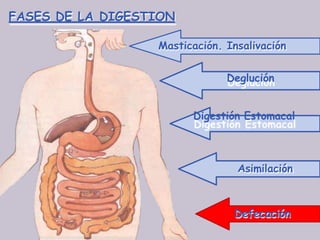 FASES DE LA DIGESTION
Asimilación
Masticación. Insalivación
Deglución
Digestión Estomacal
Defecación
 