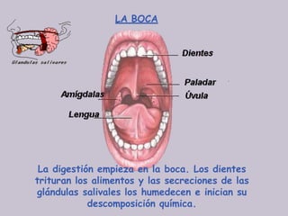 LA BOCA
La digestión empieza en la boca. Los dientes
trituran los alimentos y las secreciones de las
glándulas salivales los humedecen e inician su
descomposición química.
 