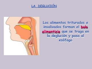 LA DEGLUCIÓN
Los alimentos triturados e
insalivados forman el bolo
alimenticio que se traga en
la deglución y pasa al
esófago
 