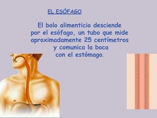 EL ESÓFAGO
El bolo alimenticio desciende
por el esófago, un tubo que mide
aproximadamente 25 centímetros
y comunica la boca
con el estómago.
 