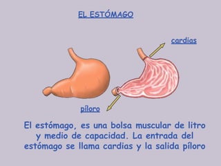 EL ESTÓMAGO
cardias
píloro
El estómago, es una bolsa muscular de litro
y medio de capacidad. La entrada del
estómago se llama cardias y la salida píloro
 
