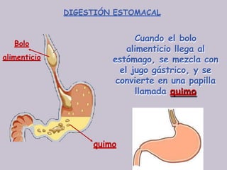 DIGESTIÓN ESTOMACAL
Cuando el bolo
alimenticio llega al
estómago, se mezcla con
el jugo gástrico, y se
convierte en una papilla
llamada quimo
Bolo
alimenticio
quimo
 