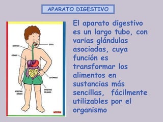 APARATO DIGESTIVO

       El aparato digestivo
       es un largo tubo, con
       varias glándulas
       asociadas, cuya
       función es
       transformar los
       alimentos en
       sustancias más
       sencillas, fácilmente
       utilizables por el
       organismo
 