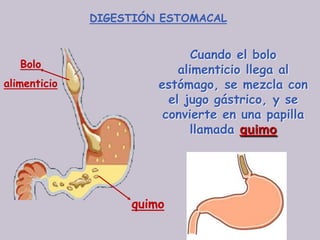 DIGESTIÓN ESTOMACAL


                              Cuando el bolo
   Bolo
                           alimenticio llega al
alimenticio            estómago, se mezcla con
                         el jugo gástrico, y se
                        convierte en una papilla
                             llamada quimo




                   quimo
 