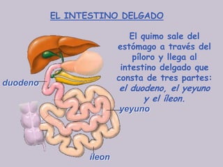 EL INTESTINO DELGADO

                            El quimo sale del
                        estómago a través del
                            píloro y llega al
                         intestino delgado que
                        consta de tres partes:
duodeno
                        el duodeno, el yeyuno
                              y el íleon.
                        yeyuno




                íleon
 