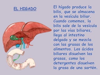 EL HIGADO   El hígado produce la
            bilis, que se almacena
            en la vesícula biliar.
            Cuando comemos, la
            bilis sale de la vesícula
            por las vías biliares,
            llega al intestino
            delgado y se mezcla
            con las grasas de los
            alimentos. Los ácidos
            biliares disuelven las
            grasas, como los
            detergentes disuelven
            la grasa de una sartén.
 
