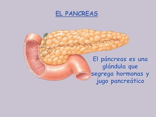 EL PANCREAS




          El páncreas es una
              glándula que
         segrega hormonas y
           jugo pancreático
 
