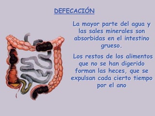 DEFECACIÓN

    La mayor parte del agua y
      las sales minerales son
    absorbidas en el intestino
              grueso.
     Los restos de los alimentos
       que no se han digerido
      forman las heces, que se
    expulsan cada cierto tiempo
             por el ano
 