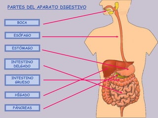 PARTES DEL APARATO DIGESTIVO


   BOCA


  ESÓFAGO


 ESTÓMAGO


 INTESTINO
  DELGADO


 INTESTINO
   GRUESO


  HÍGADO


 PÁNCREAS
 