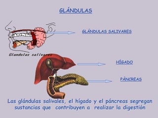 GLÁNDULAS


                             GLÁNDULAS SALIVARES




                                          HÍGADO



                                            PÁNCREAS




Las glándulas salivales, el hígado y el páncreas segregan
  sustancias que contribuyen a realizar la digestión
 