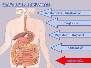 FASES DE LA DIGESTION

                  Masticación. Insalivación


                               Deglución


                        Digestión Estomacal



                                 Asimilación



                                Defecación
 