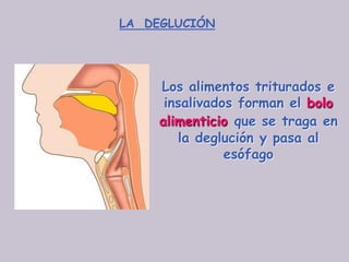 LA DEGLUCIÓN




     Los alimentos triturados e
      insalivados forman el bolo
     alimenticio que se traga en
        la deglución y pasa al
                esófago
 