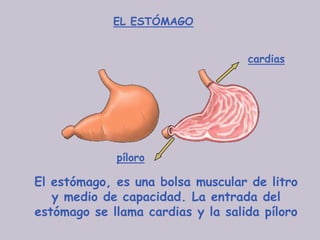 EL ESTÓMAGO


                                   cardias




             píloro

El estómago, es una bolsa muscular de litro
   y medio de capacidad. La entrada del
estómago se llama cardias y la salida píloro
 