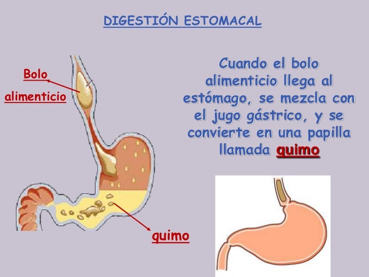 Aparato digestivo