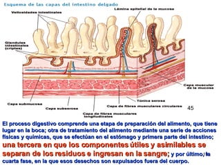 El proceso digestivo comprende una etapa de preparación del alimento, que tiene lugar en la boca; otra de tratamiento del alimento mediante una serie de acciones físicas y químicas, que se efectúan en el estómago y primera parte del intestino;   una tercera en que los componentes útiles y asimilables se separan de los residuos e ingresan en la sangre;   y por último, la cuarta fase, en la que esos desechos son expulsados fuera del cuerpo. 45 