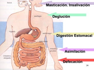 Deglución Digestión Estomacal Asimilación Masticación. Insalivación Defecación 
