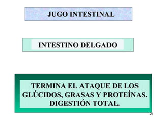 JUGO INTESTINAL TERMINA EL ATAQUE DE LOS GLÚCIDOS, GRASAS Y PROTEÍNAS. DIGESTIÓN TOTAL. INTESTINO DELGADO 