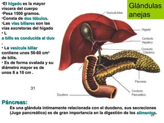 Glándulas anejas Páncreas:   Es una glándula íntimamente relacionada con el duodeno, sus secreciones (Jugo pancreático) es de gran importancia en la digestión de los  alimentos .   El  hígado  es la mayor víscera del cuerpo Pesa 1500 gramos.  Consta de  dos lóbulos .  Las  vías biliares  son las vías excretoras del hígado L a bilis es conducida al duodeno . La  vesícula biliar  contiene unos 50-60 cm 3  de bilis. Es de forma ovalada y su diámetro mayor es de unos 8 a 10 cm .  31 