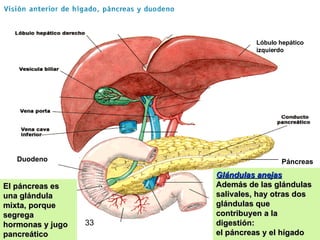 Duodeno Páncreas Lóbulo hepático izquierdo Glándulas anejas Además de las glándulas salivales, hay otras dos glándulas que contribuyen a la digestión:  el páncreas y el hígado El páncreas es una glándula mixta, porque segrega hormonas y jugo pancreático 33 