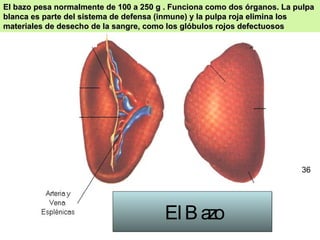 El Bazo El bazo pesa normalmente de 100 a 250 g . Funciona como dos órganos. La pulpa blanca es parte del sistema de defensa (inmune) y la pulpa roja elimina los materiales de desecho de la sangre, como los glóbulos rojos defectuosos  36 