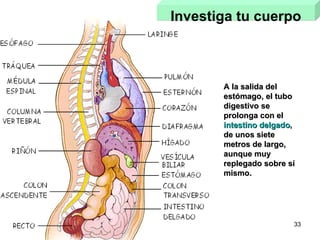 Investiga tu cuerpo A la salida del estómago, el tubo digestivo se prolonga con el  intestino delgado , de unos siete metros de largo, aunque muy replegado sobre sí mismo.  