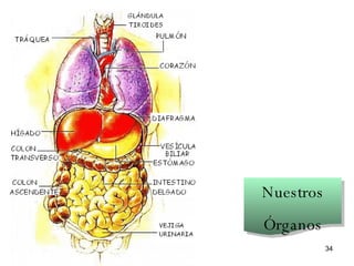 Nuestros Órganos 