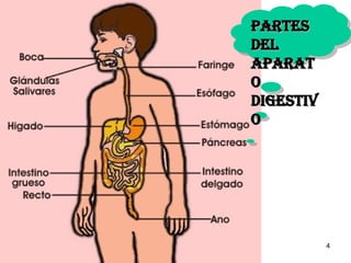 Partes del Aparato Digestivo 