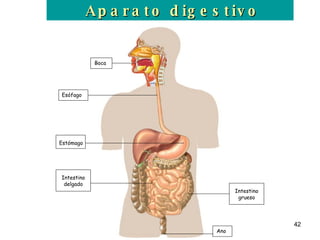 Boca Esófago Intestino delgado Estómago Intestino grueso Ano Aparato digestivo 