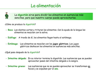 La  digestión  sirve para dividir los alimentos en sustancias más sencillas, para que nuestro cuerpo pueda aprovecharlas. La alimentación ¿Cómo se produce la  digestión ? -  Boca : -  Esófago : Los dientes cortan y trituran los alimentos. Con la ayuda de la lengua los  alimentos se mezclan con la saliva.  A través de él, los alimentos llegan hasta el estómago. -  Estómago : -  Intestino delgado : Los alimentos se mezclan con los  jugos gástricos . Los jugos gástricos deshacen los alimentos en sustancias más sencillas.  En su interior termina la digestión. Las sustancias que se pueden aprovechar pasan del intestino delgado a la sangre.  -  Intestino grueso : Las sustancias que no se pueden aprovechar se transforman en heces y se expulsan por el  ano .  ¿Qué pasa después de la  digestión ? 