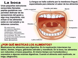 ¿POR QUÉ MASTICAS LOS ALIMENTOS? Masticamos los alimentos para digerirlos. En la masticación intervienen los labios, dientes, lengua, glándulas salivales y mandíbula. En la boca, los alimentos son reducidos a trozos pequeños. Al mismo tiempo son humedecidos y expuestos a algunas enzimas digestivas. Cuando el alimento está masticado, se traga, (deglución). Unas pequeñas estructuras sensoriales llamadas papilas gustativas nos permiten disfrutar de las sensaciones del gusto y, algo muy importante, nos avisan si los alimentos están en mal estado y no debemos comerlos. La lengua se halla cubierta por la membrana lingual, especializada para detectar el sabor de los alimentos .  6 
