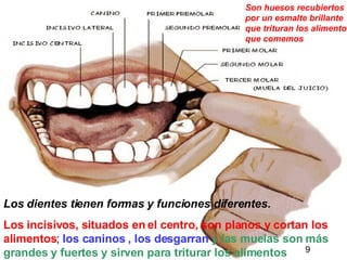 Los dientes tienen formas y funciones diferentes.   Los incisivos, situados en el centro, son planos y cortan los alimentos ;  los caninos , los desgarran   y las muelas son más grandes y fuertes y sirven para triturar los alimentos Son huesos recubiertos por un esmalte brillante que trituran los alimentos que comemos 9 
